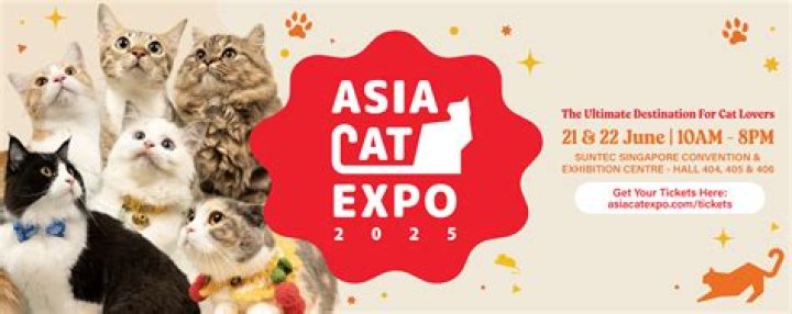 The Ultimate Destination For Cat Lovers!